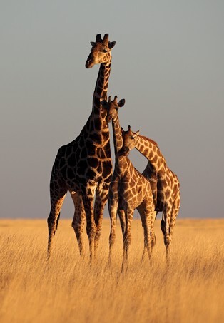 Three giraffes forming a perfect triangle bathed in soft sunset light, Etosha National Park, Namibia, SW Africa